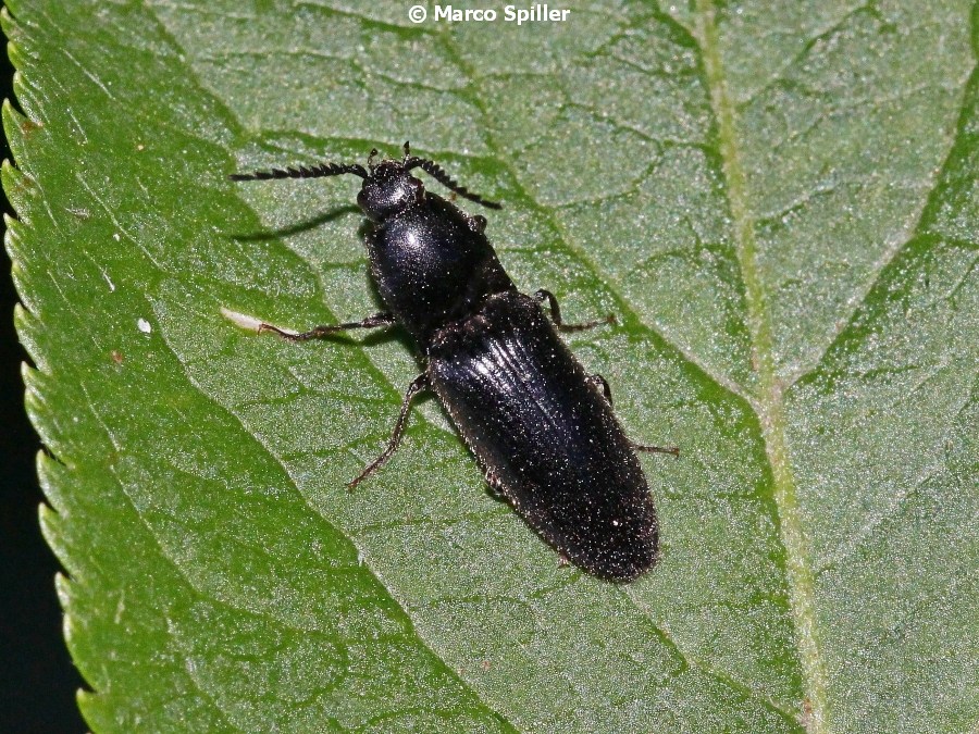 Elateridae: Melanotus ?...più probabile Hemicrepidius hirtus